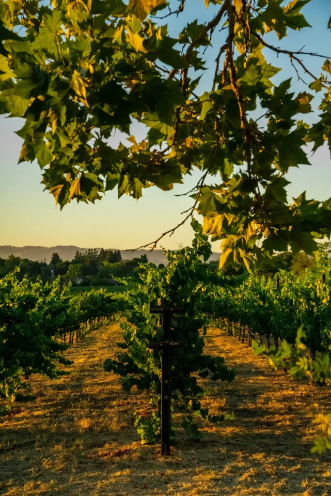 A California vineyard with oak trees on the ridgeline