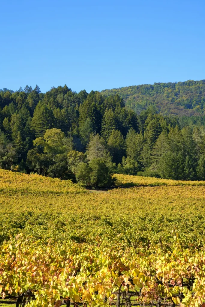 Golden vineyard rows below a forested California ridge