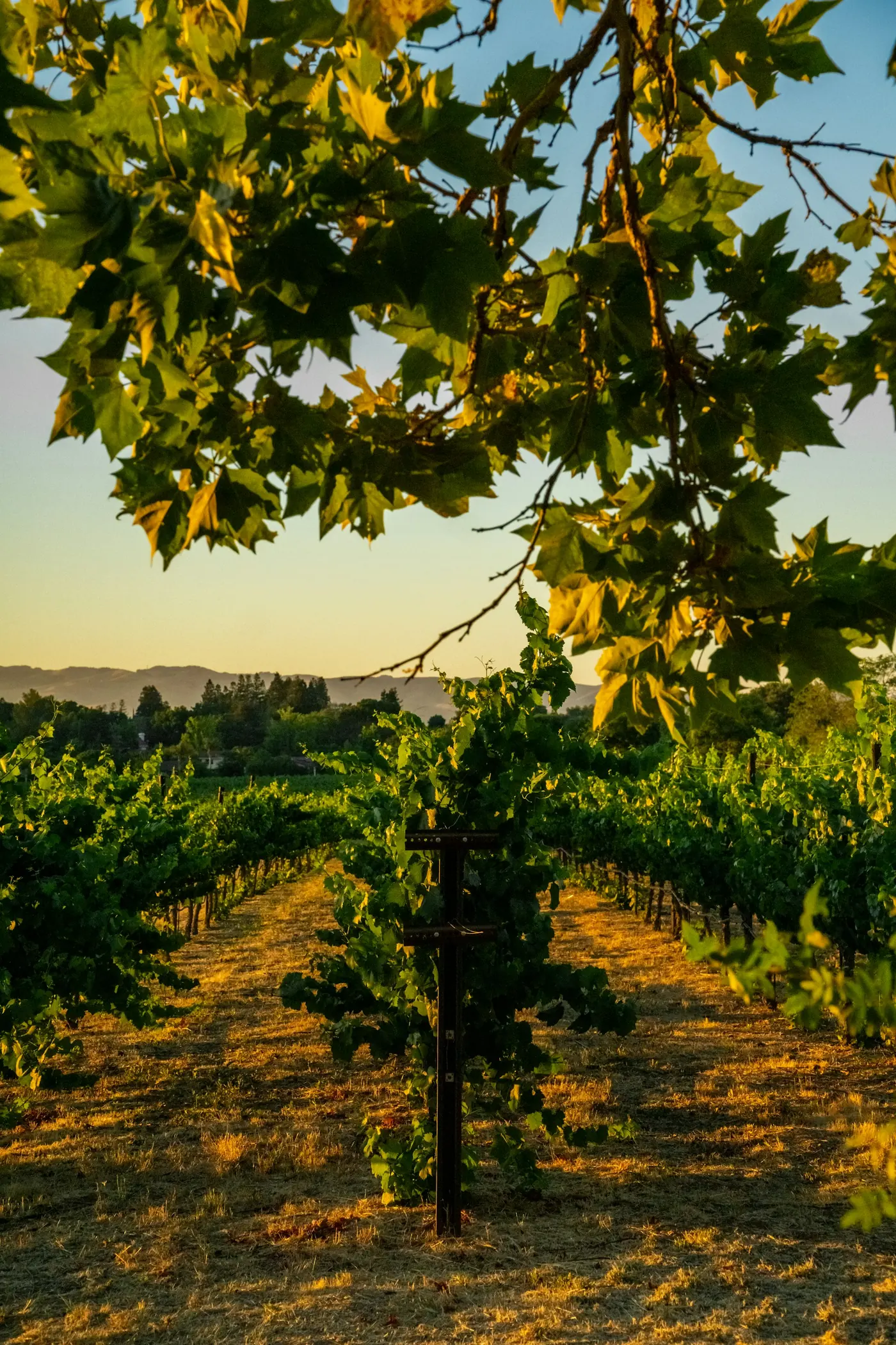 A California vineyard with oak trees on the ridgeline