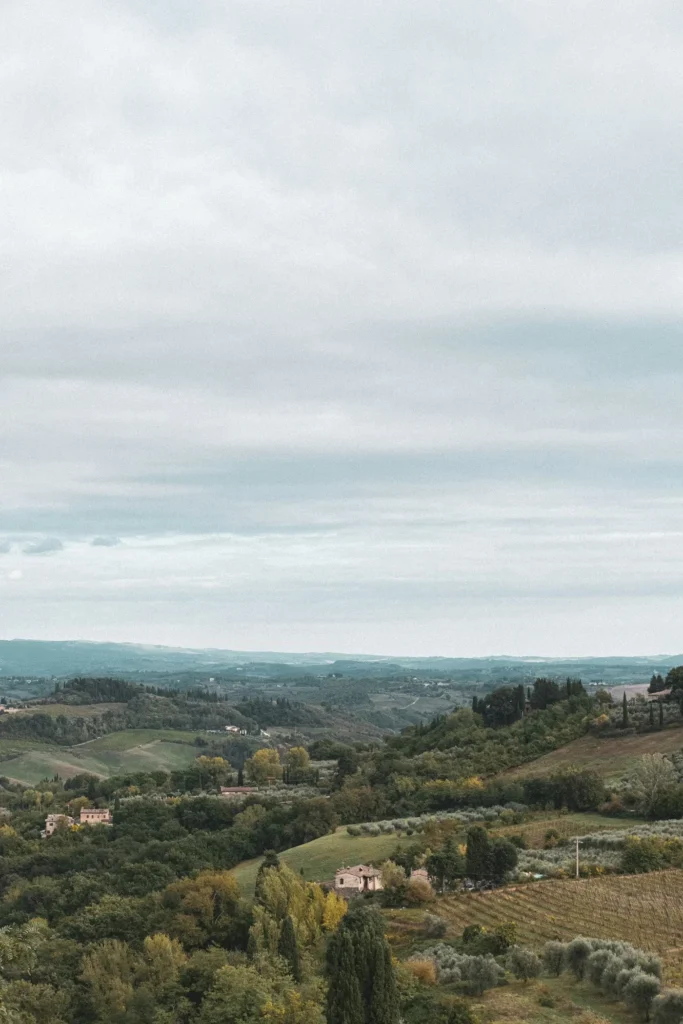 An Italian vineyard with cypress trees along the hillside