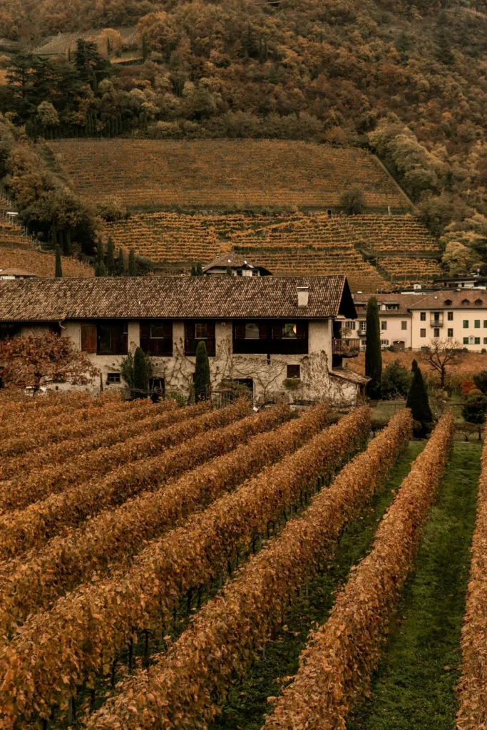 Rust-coloured autumn vines running toward an Italian hamlet