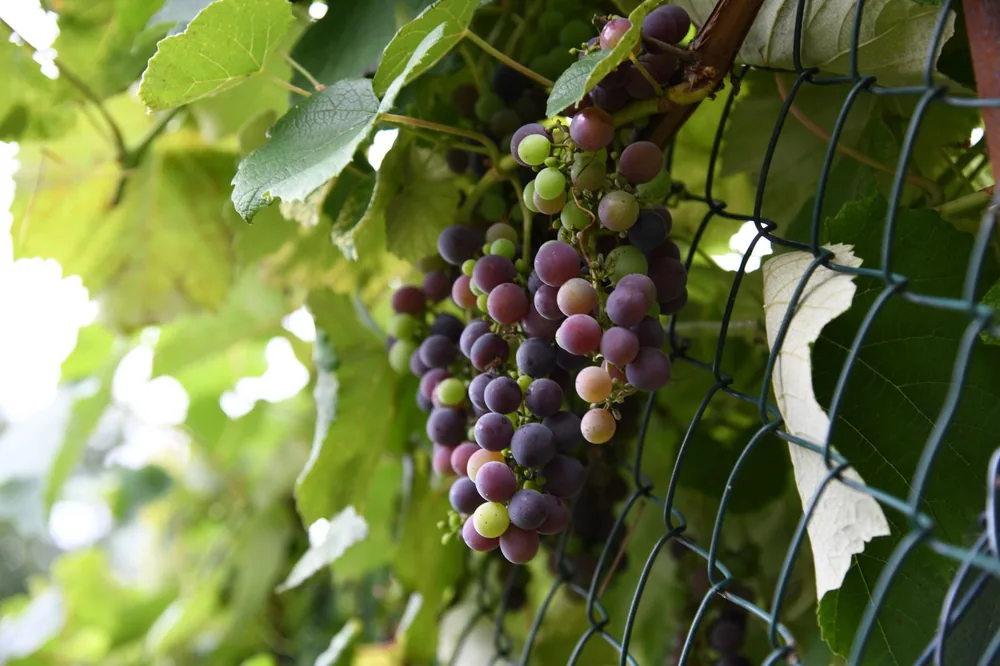 Ripe and unripe grapes on a vine with green leaves and wire mesh in autumn setting
