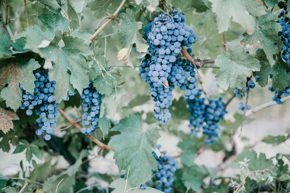 Ripe berry growing in clusters on grapevine on farm and used in making wine