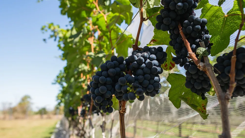 Ripe black grapes hanging on the vine in a sunlit vineyard