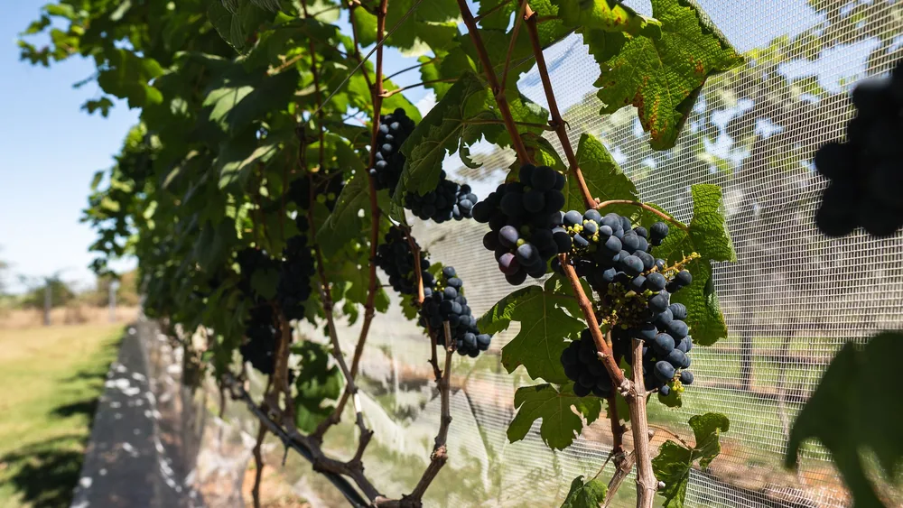 Ripe black grapes in a sunny vineyard with lush green leaves