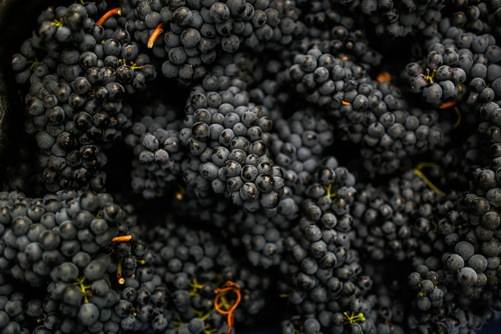 Ripe black grapes, showcasing their natural beauty in a vineyard setting