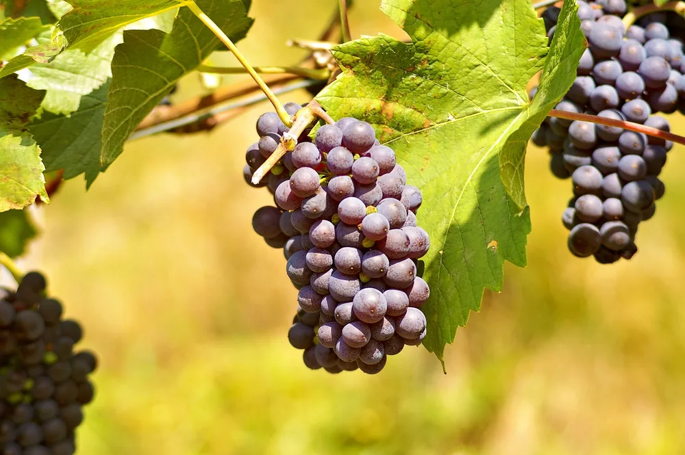 Ripe bunches of grapes hanging from a vine under sunlight, showcasing vineyard beauty