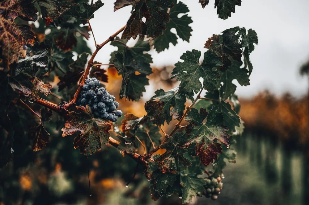 Ripe grapes hanging from a vine in a lush autumn vineyard