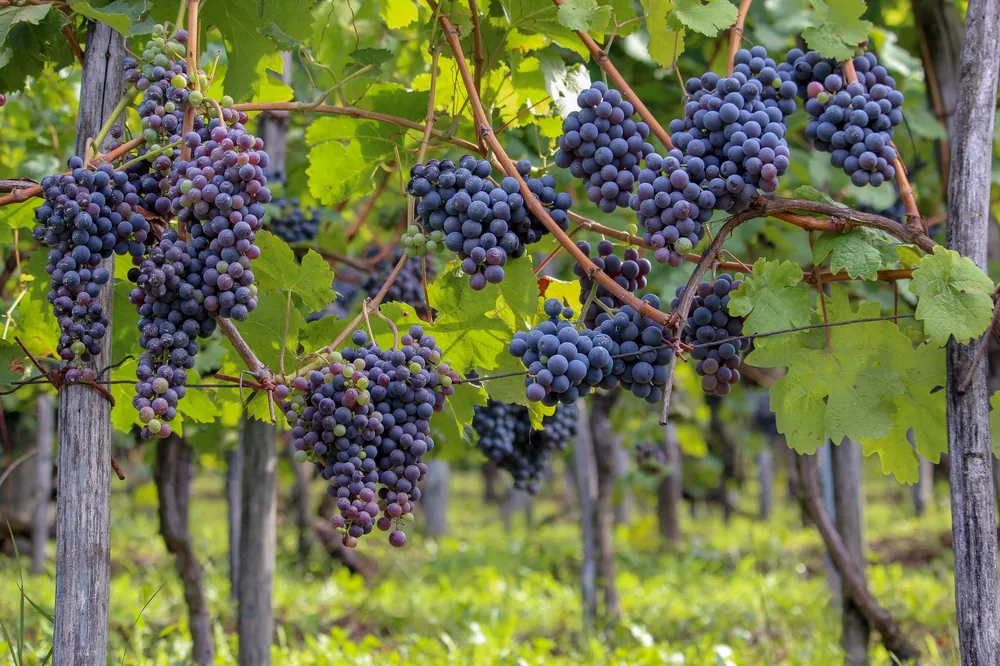 Ripe grapes hanging in a vineyard during the summer
