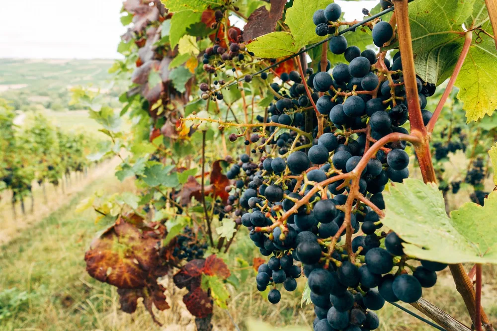 Ripe grapes hanging in a vineyard, ready for harvest, surrounded by verdant foliage