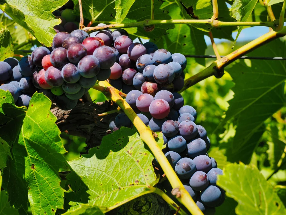 Ripe grapes hanging on a vine amid lush green leaves, sunlit in a vineyard