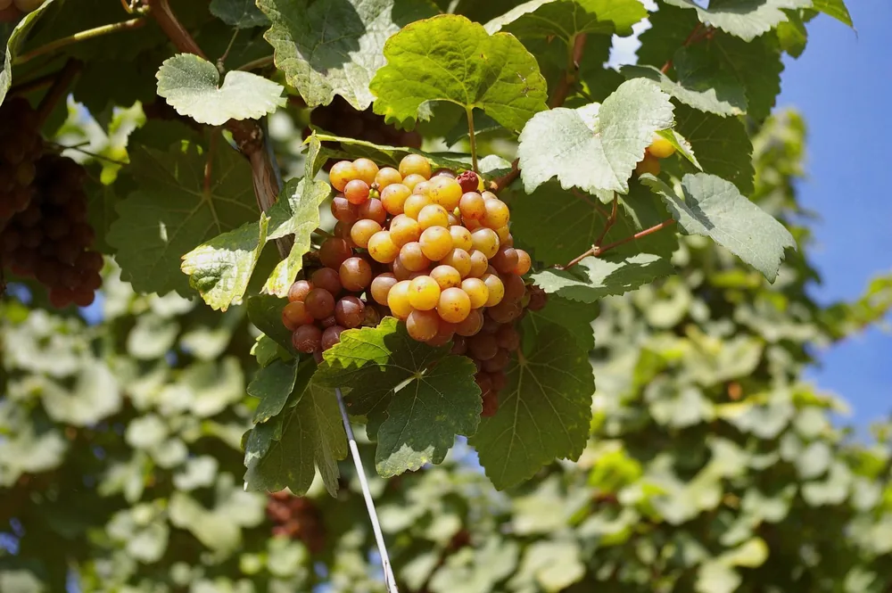 Ripe grapes hanging on a vine with green leaves in a sunny vineyard