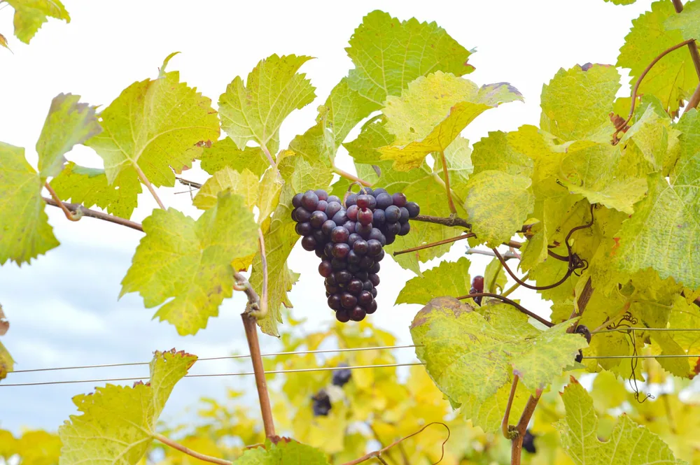 Ripe grapes hanging on the vine surrounded by lush green leaves in a vineyard