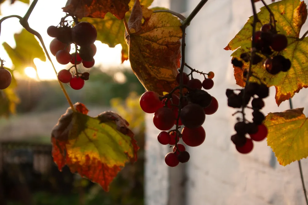 Ripe grapes hanging on vines with autumn leaves, illuminated by sunset light