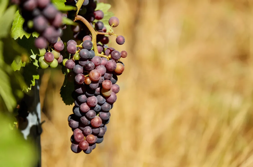 Ripe grapes on a vine in a sunny vineyard, ready for harvest