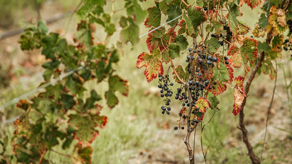 Ripe grapes on a vine, showcasing autumn's colors in a serene vineyard