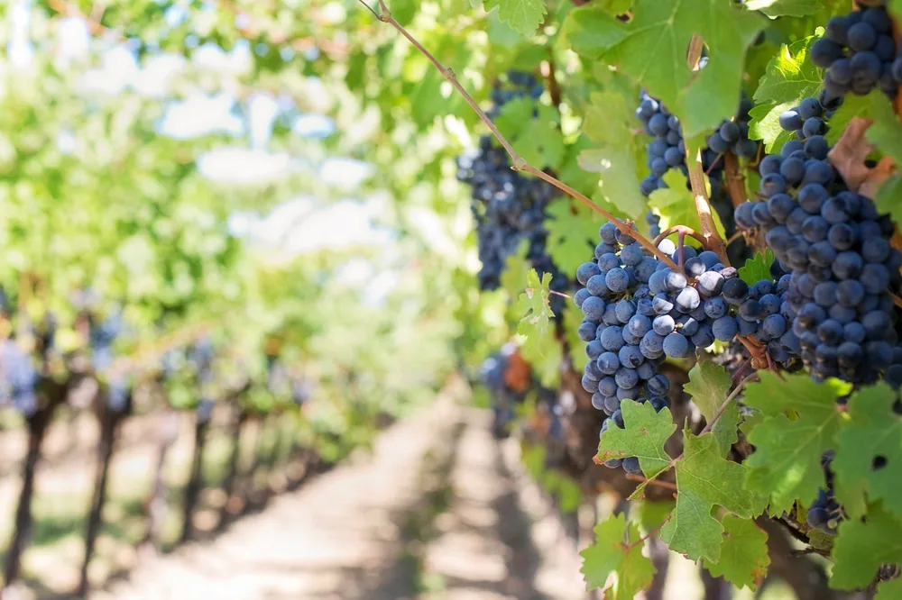 Ripe grapes on vineyard vines ready for harvest under bright sunlight