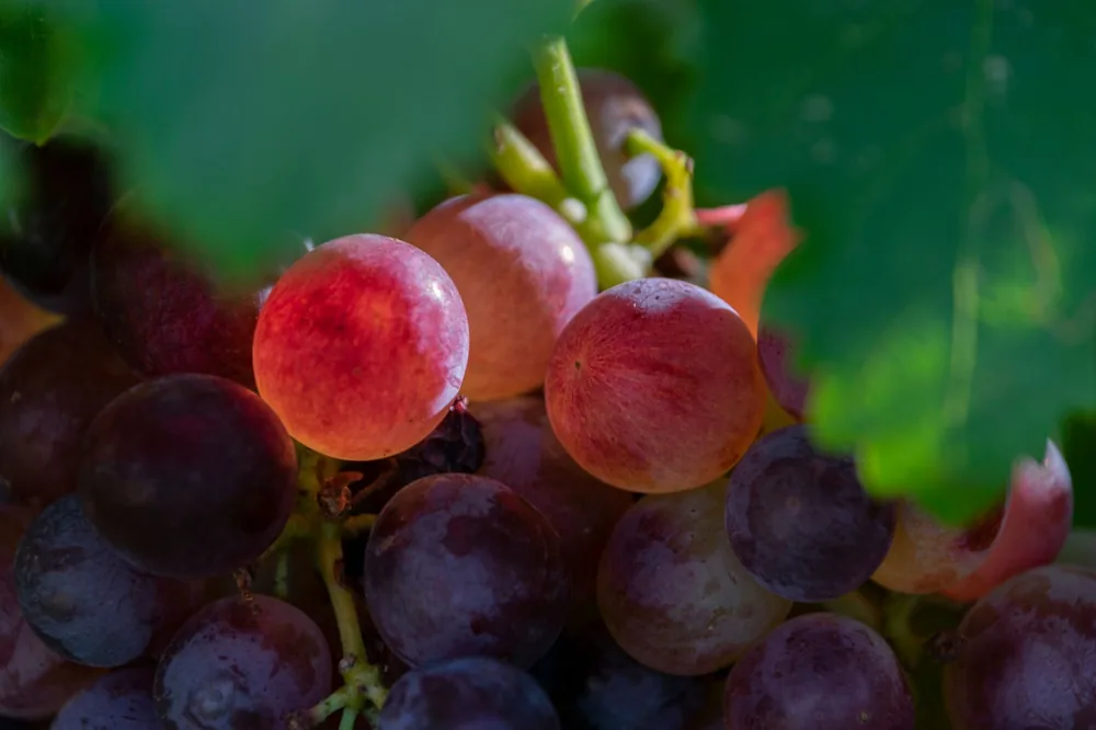 Ripe grapes with natural sunlight enhancing their colors, emphasizing freshness and organic quality