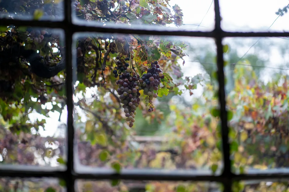 Ripe grapevine cluster through an old glass window showcasing outdoor vineyard