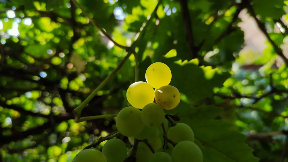 Ripe green grapes hang amongst the leaves