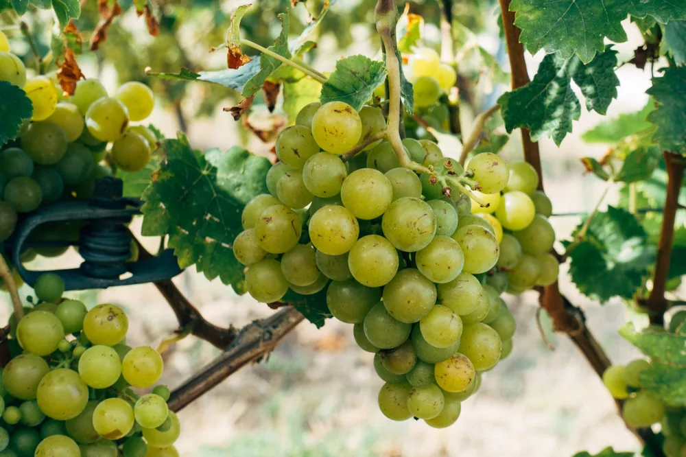 Ripe green grapes hanging from the vine ready for harvest