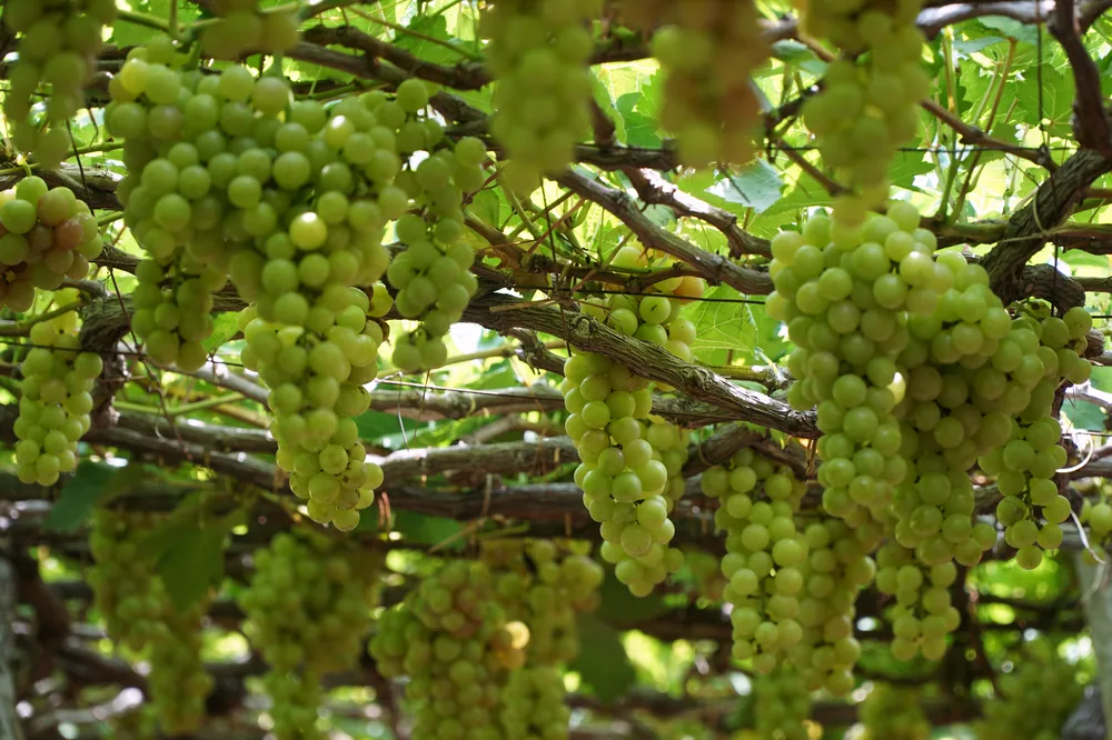 Ripe green grapes hanging in a vineyard in Vĩnh Hải, Vietnam