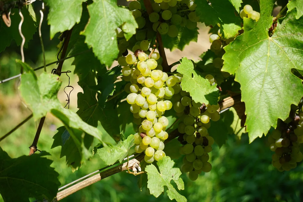 Ripe green grapes hanging on a vine in a sunlit vineyard, showcasing freshness and vitality