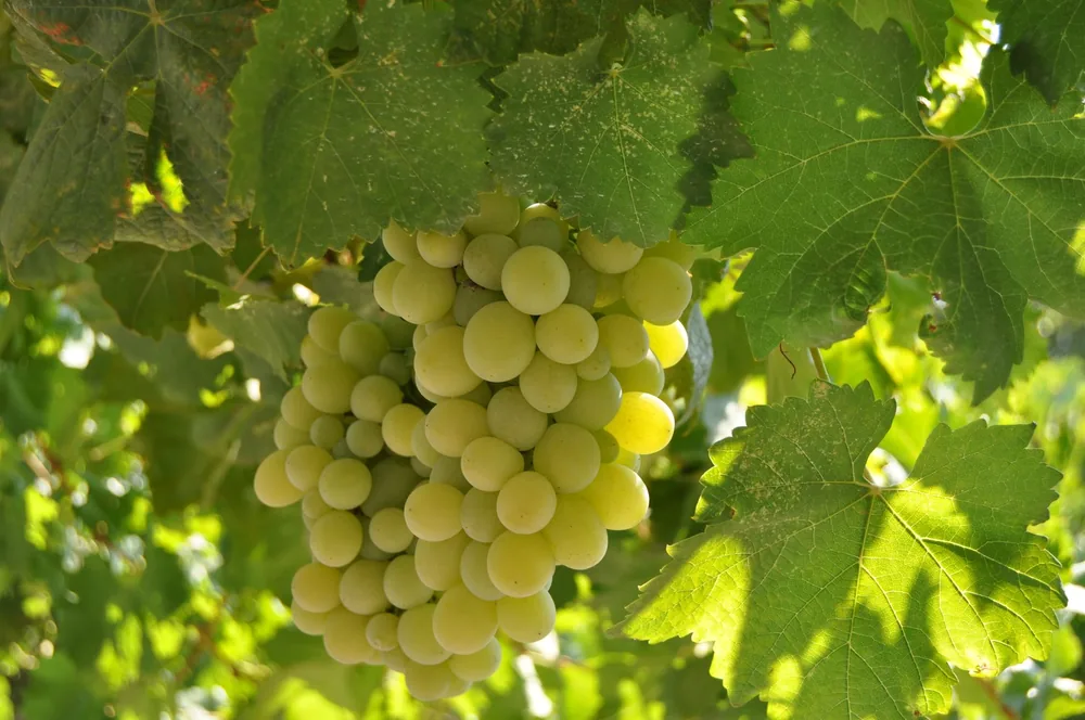 Ripe green grapes hanging on a vine, showcasing viticulture in daylight