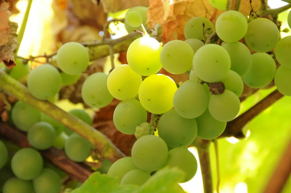 Ripe green grapes hanging on the vine, illuminated by sunlight through autumn leaves, capturing the essence of vineyard harvest season