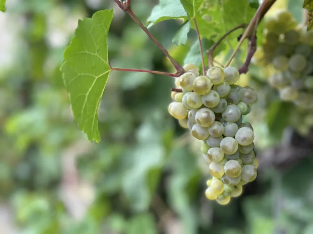 Ripe green grapes on a vine