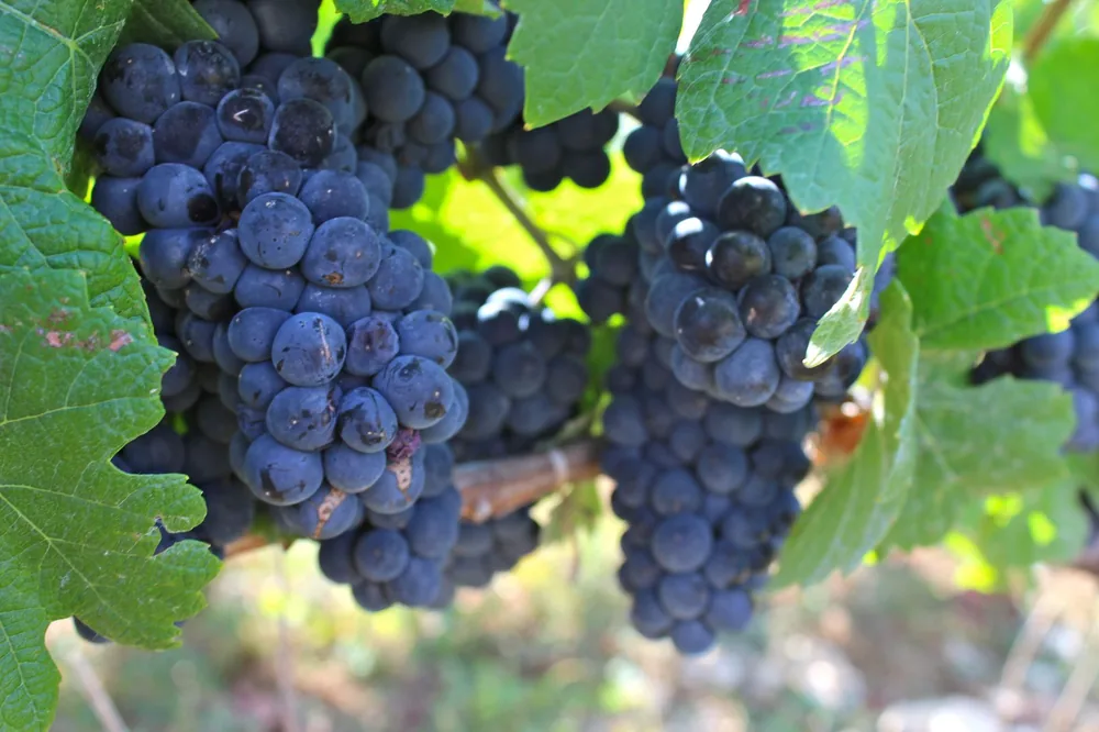 Ripe purple grapes hanging on a grapevine ready for harvest