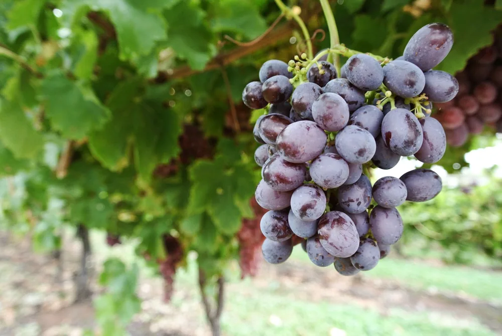 Ripe purple grapes hanging on a vine in a lush vineyard, captured on a summer day