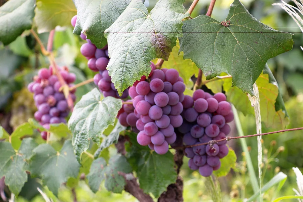 Ripe purple grapes on the vine in a lush vineyard during daytime