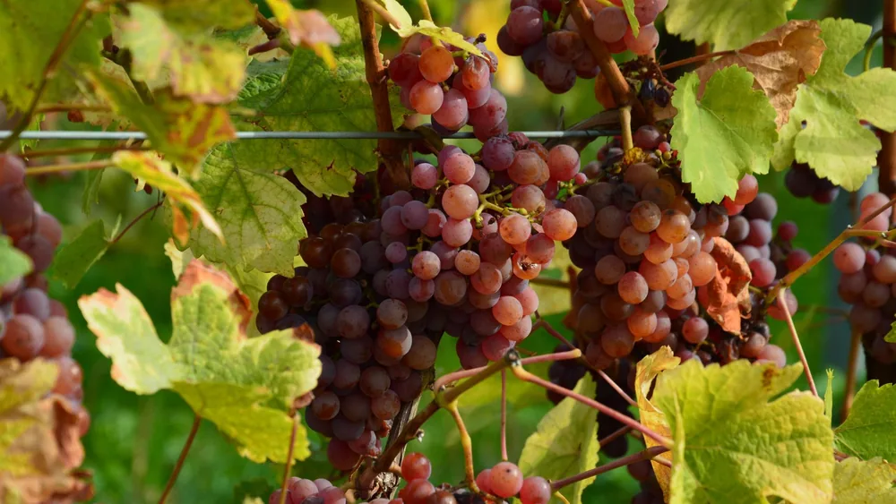 Ripe red grapes hanging on the vine in a vineyard showcasing nature's bounty