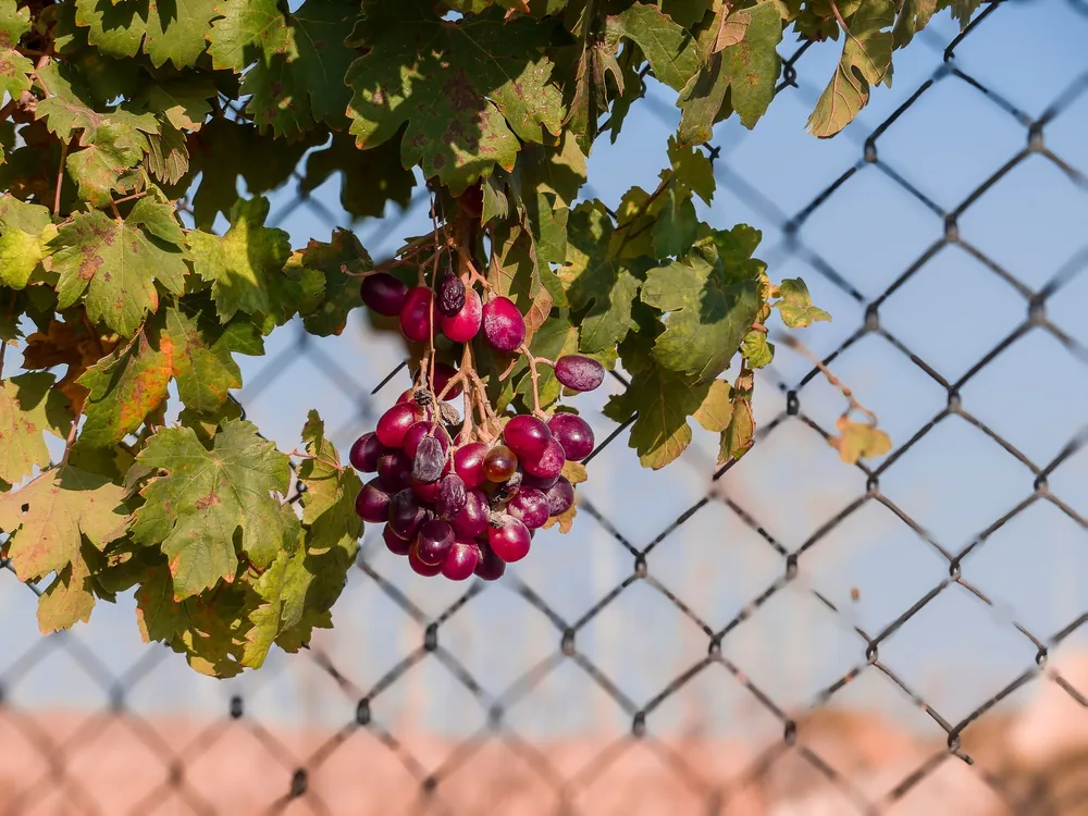 Ripe red grapes hanging on vine against a chain-link fence in Şanlıurfa, Türkiye