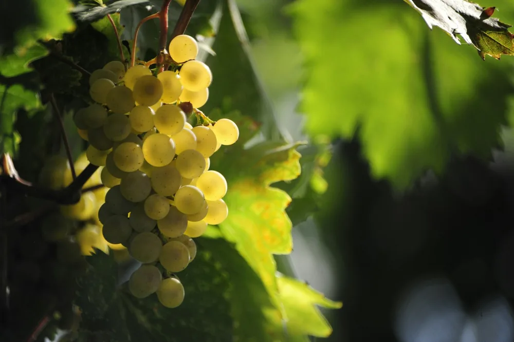 Ripe white grapes on a vine