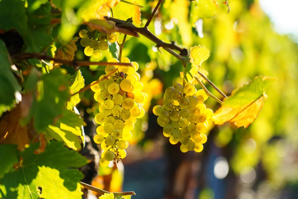 Ripe yellow grapes hanging on a vine in a sunlit vineyard