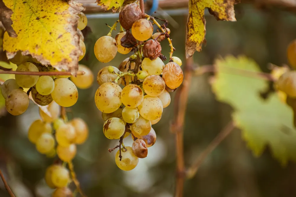 Ripe yellow grapes hanging on a vine with autumn leaves nearby