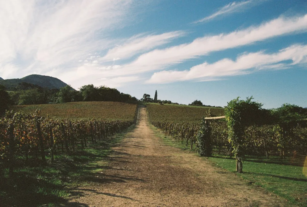 Road through the vineyards