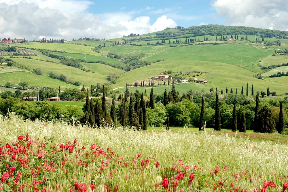 Rolling green hills with cypress trees and wildflowers