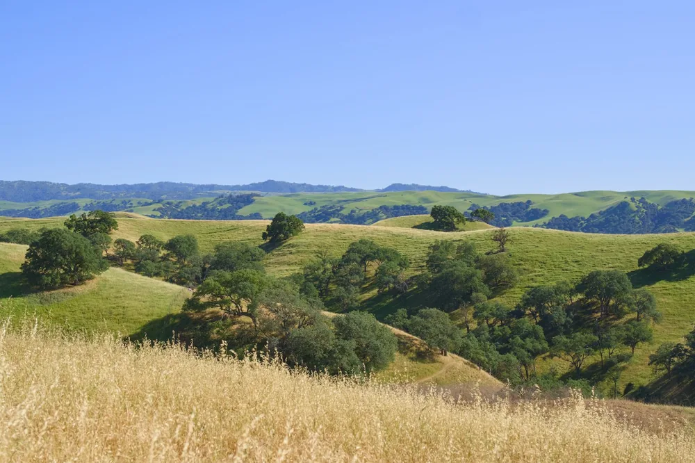 Rolling green hills with scattered oak trees under blue sky