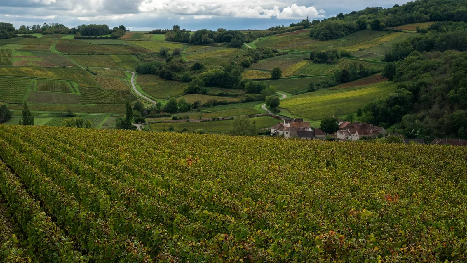 Rolling hills covered in vineyards and trees