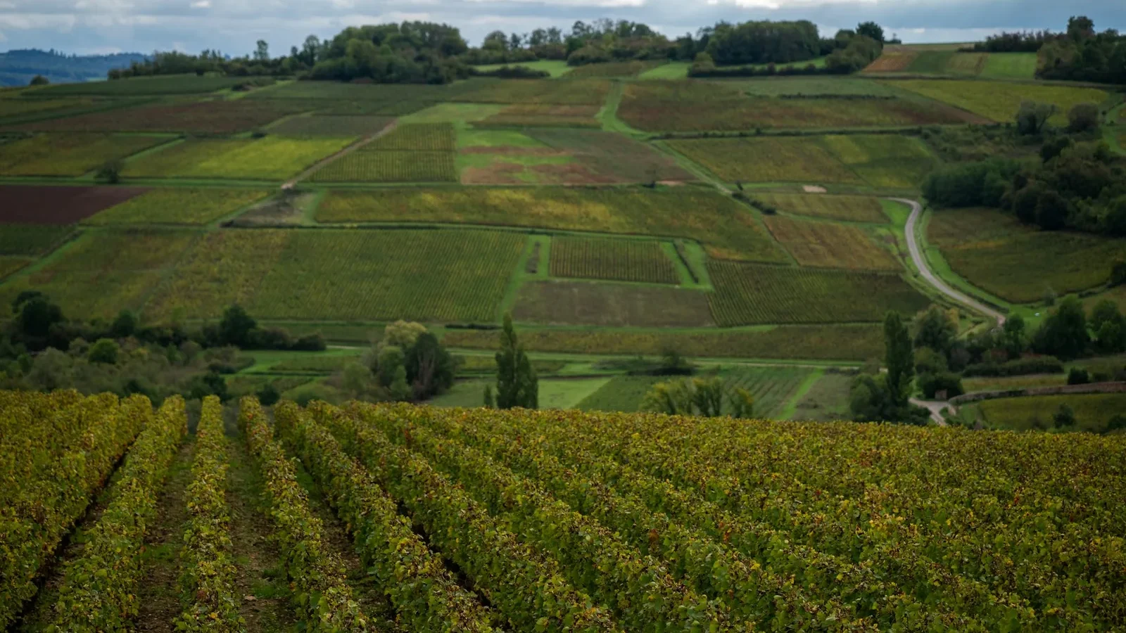Rolling hills covered in vineyards under a cloudy sky