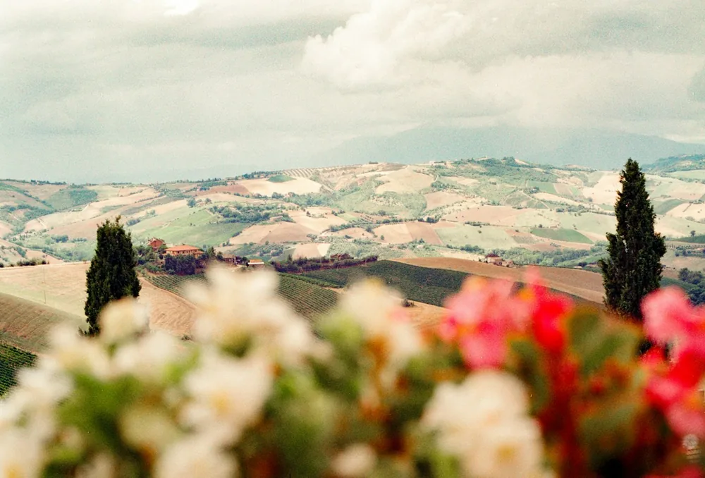 Rolling hills with cypress trees and flowers