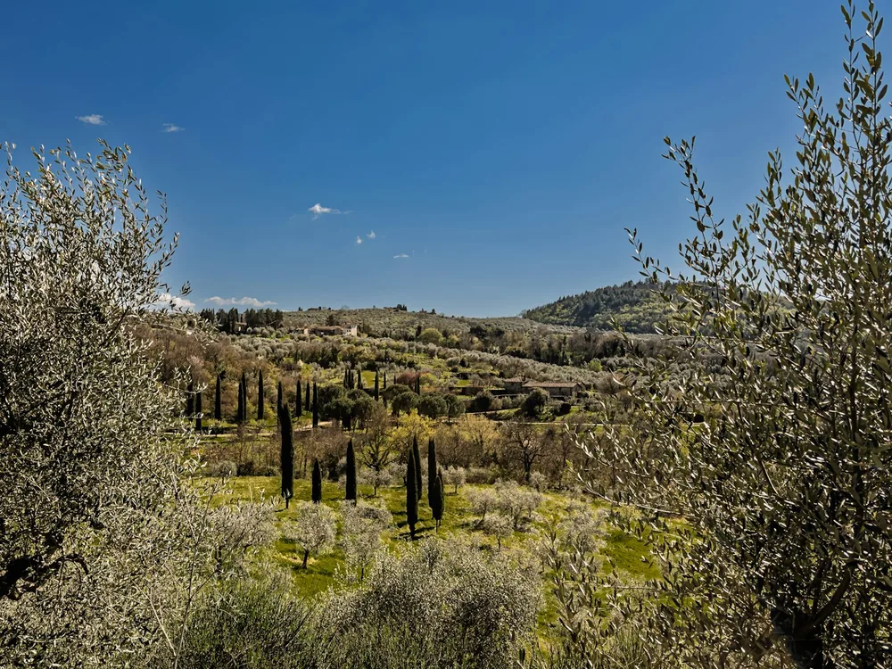 Rolling hills with cypress trees and olive groves