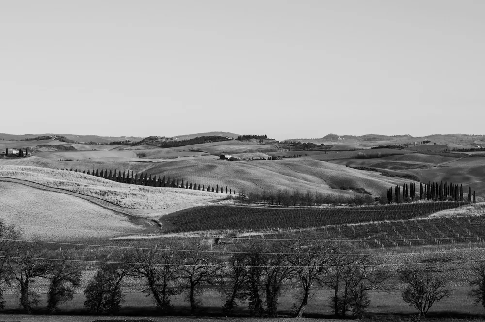 Rolling hills with cypress trees and vineyards