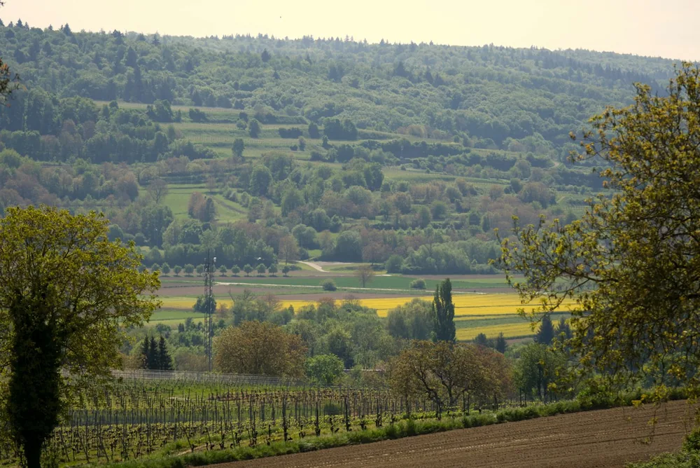 Rolling hills with vineyards and yellow fields