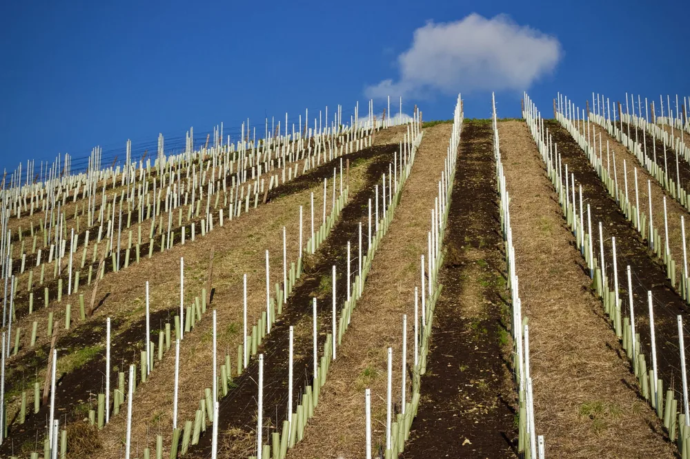 Rows of a vineyard on a hillside under a clear blue sky
