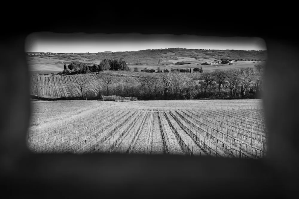 Rows of crops in a rural landscape with hills