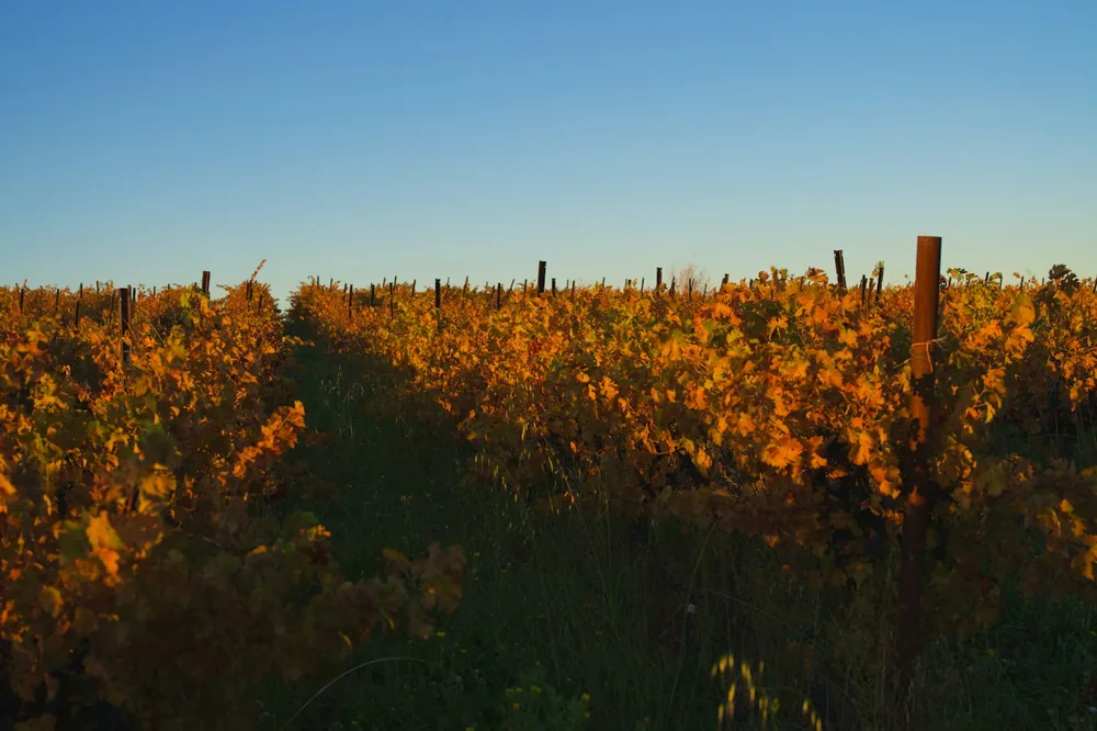 Rows of golden vineyard under a clear blue sky